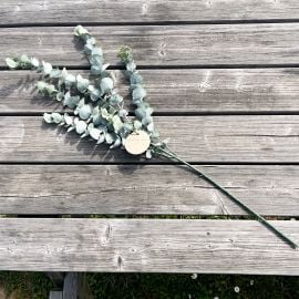 Branche de feuilles Eucalpytus