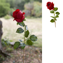 Bouton de rose rouge sur tige avec épines