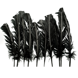 plumes - dinde - noir x10pcs