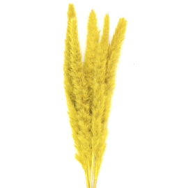 bouquet de 5 pampas doudou brun naturel