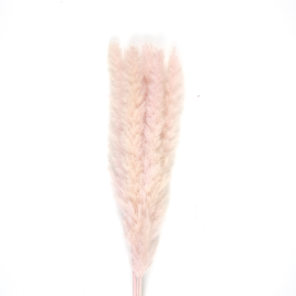 bouquet de 5 pampas doudou brun naturel