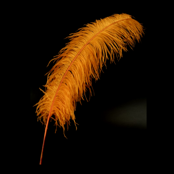 10 Plumes d'Autruche Orange 65-70cm - Mariage plume pas cher